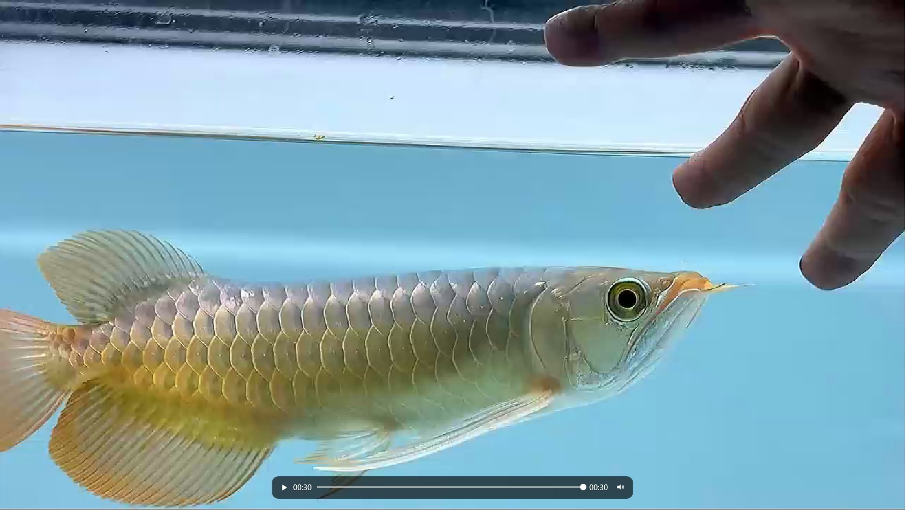QQ20250313-104726.png 25-27公分大尾巴紅龍魚 印尼小紅龍