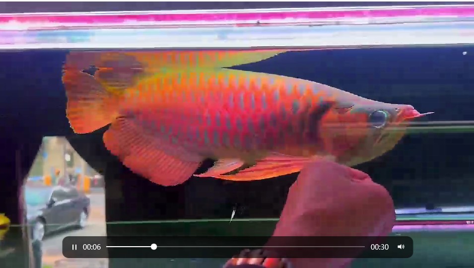 [2025]45cm戰車紅龍魚超級大尾大鰭，45cm戰車紅龍魚，超級大尾與大鰭展示