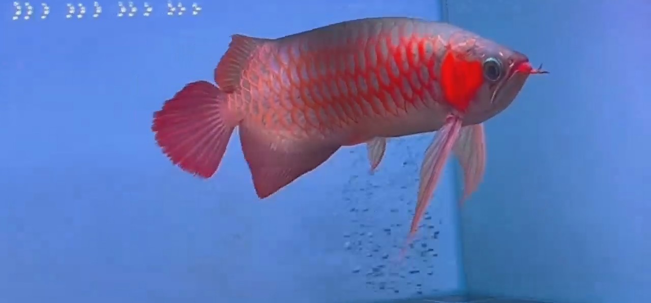20250316超血紅龍魚(yú)，20250316超血紅龍魚(yú)，珍稀觀賞魚(yú)的魅力與養(yǎng)護(hù)