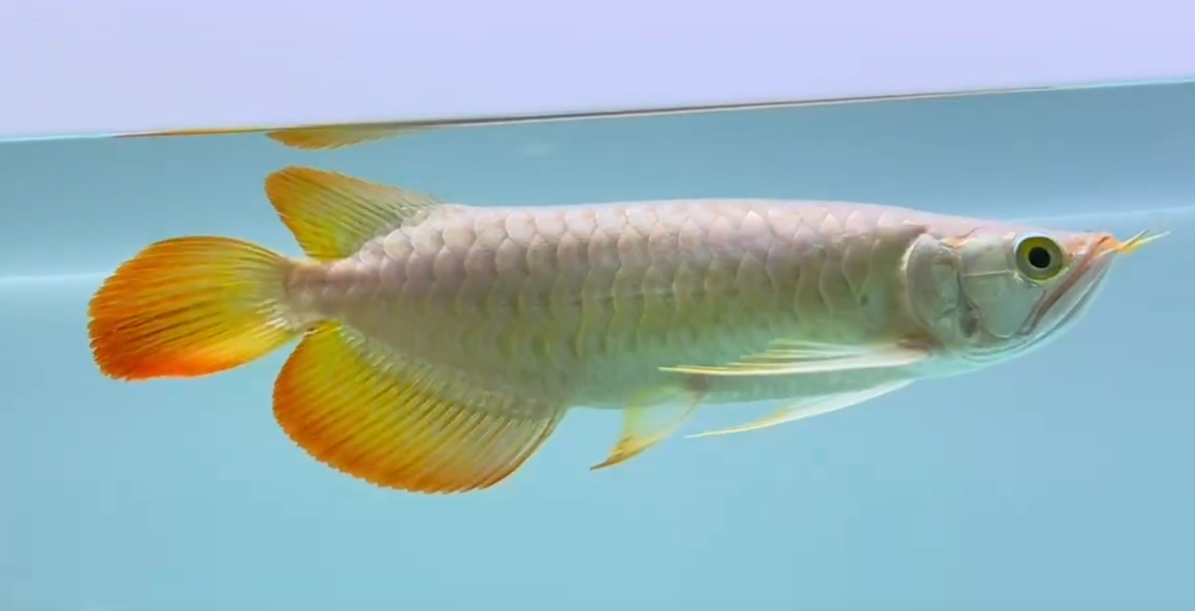 高品質高端小紅龍