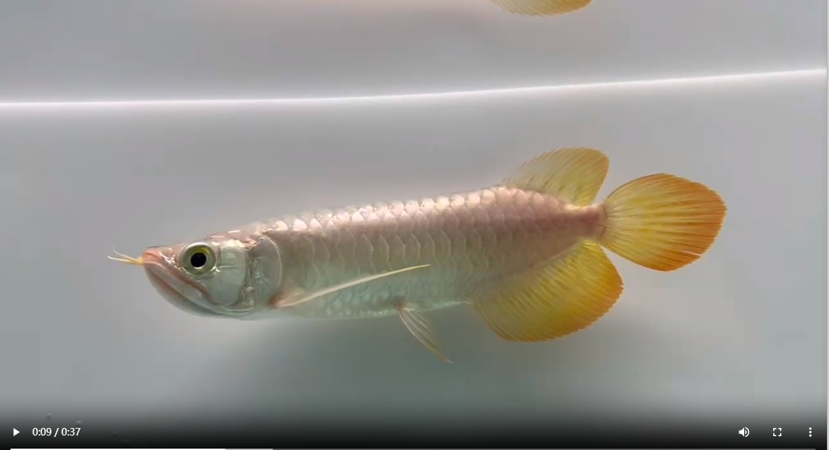 祥龍高端紅龍魚,包發色，祥龍高端紅龍魚，一缸發色，驚艷四座