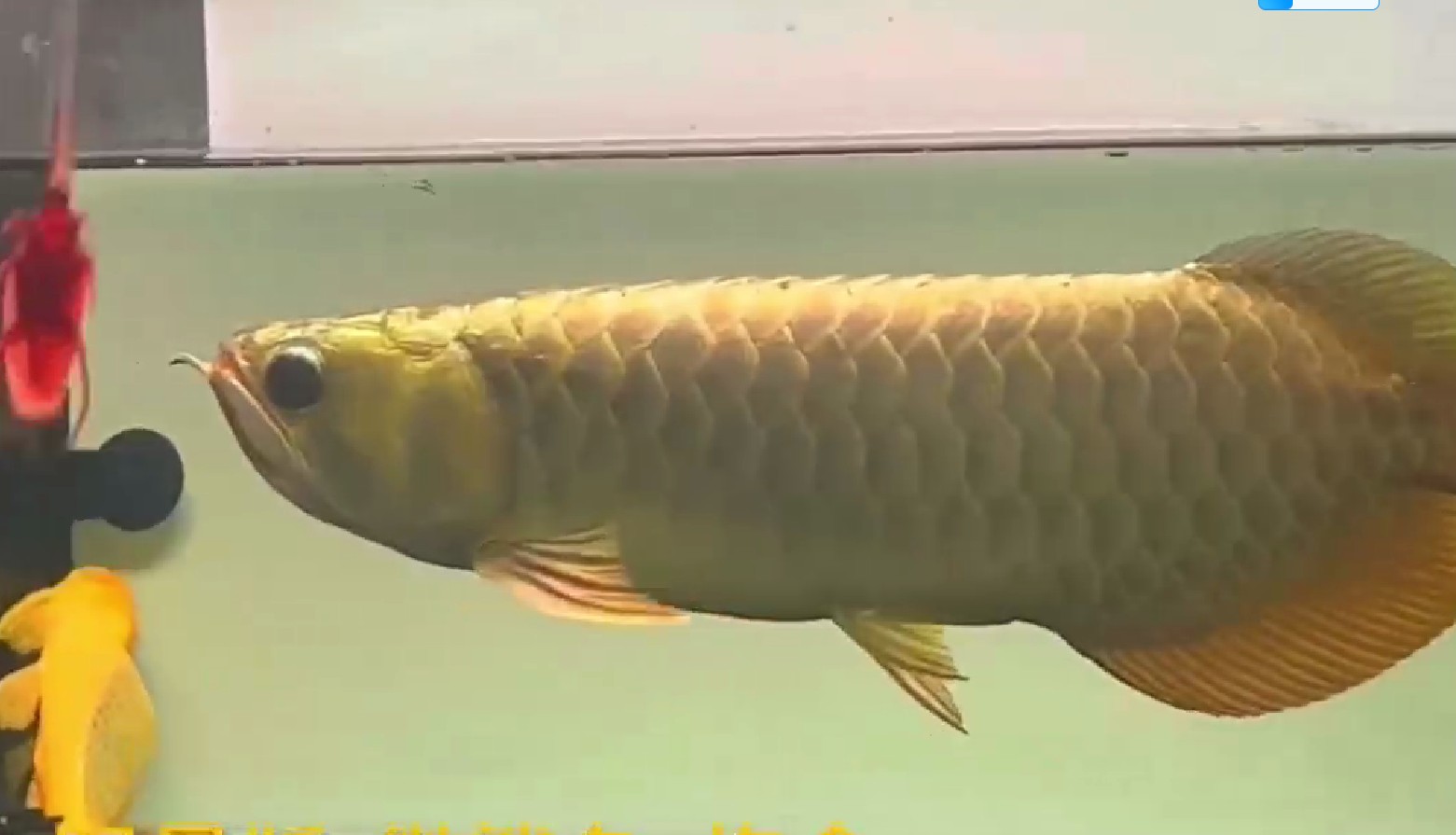 PddScreenShot_20250324204551.png 38公分炮頭鯊魚嘴限量版金龍魚，金龍魚38公分炮頭鯊魚嘴限量版發布 金頭過背金龍魚