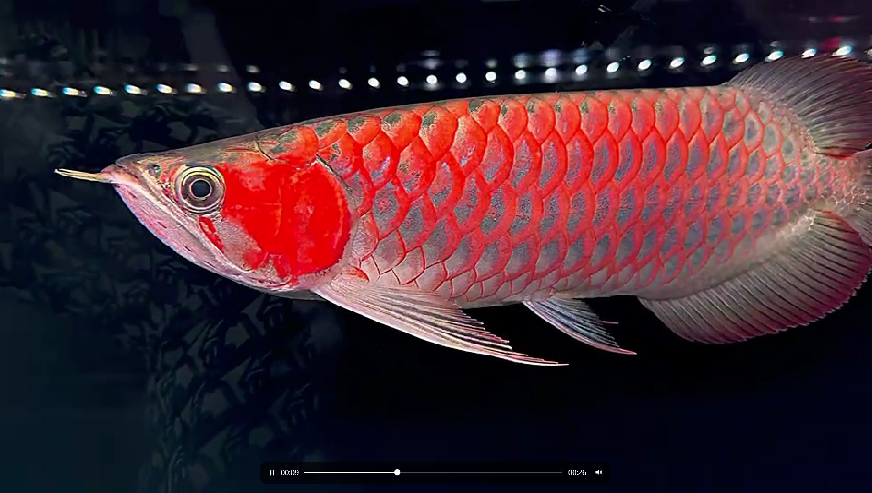 60公分超血紅龍,珍稀龍魚品種的極致魅力展現 賽級紅龍魚 60公分超血紅龍,珍稀龍魚品種的極致魅力展現 60公分超血紅龍,珍稀龍魚品種的極致魅力展現 賽級紅龍魚