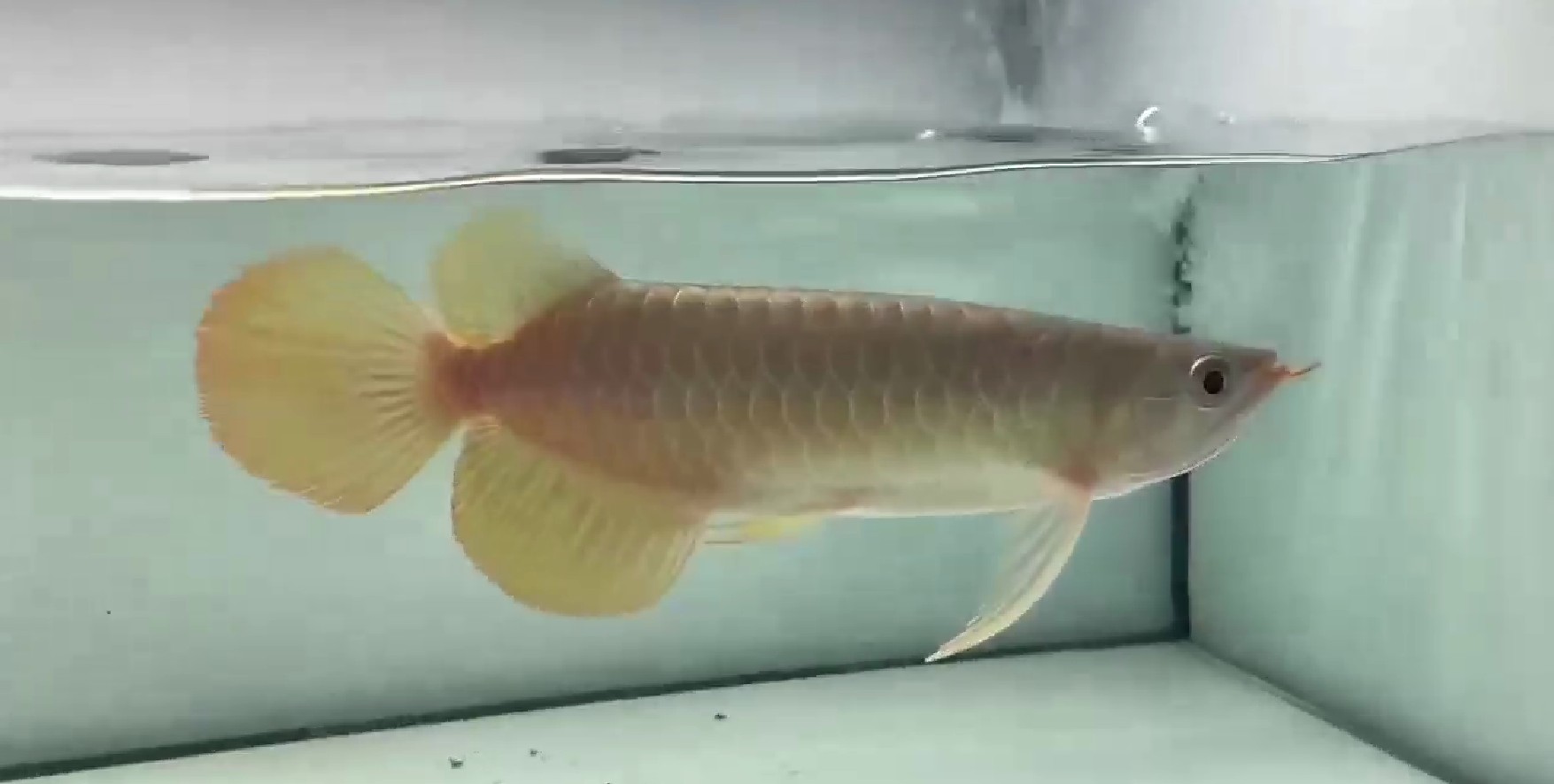 PddScreenShot_20250327230326.png 32公分大湖紅龍魚，32公分大湖紅龍魚，壯觀的觀賞魚類 大湖紅龍魚