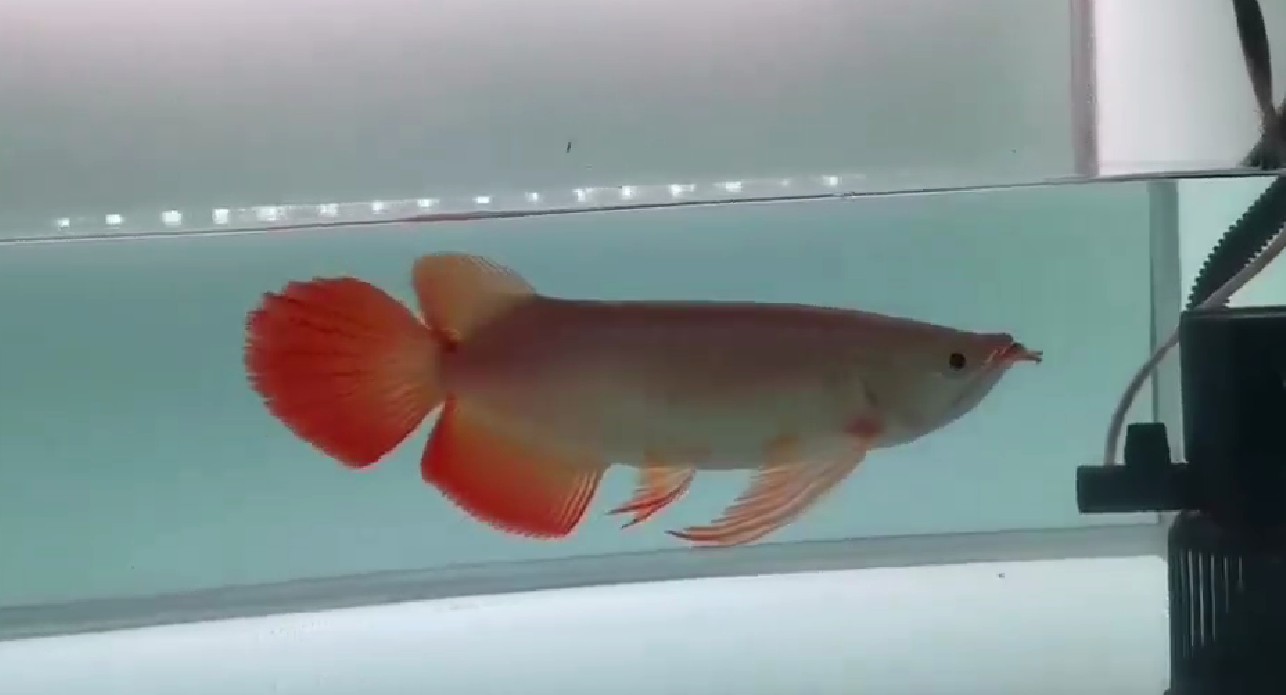 賽級(jí)大湖紅龍魚(yú)，大鵬展翅，七鰭巨大，賽級(jí)大湖紅龍魚(yú)，壯觀的七鰭展示