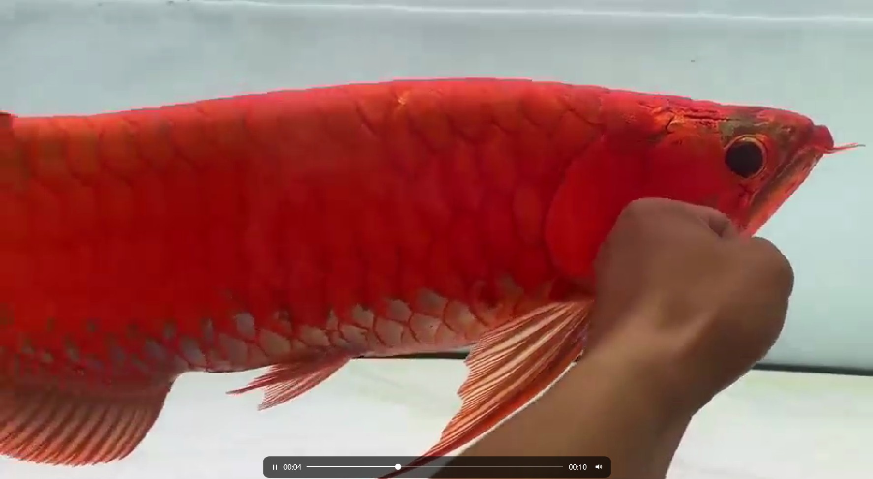 PddScreenShot_20250329224220.png 60公分超血賽級紅龍魚，難得一見的品質，珍稀紅龍魚，60公分超血級鑒賞 賽級紅龍魚