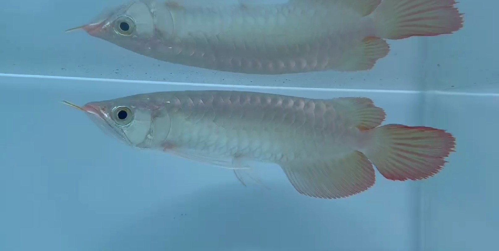 PddScreenShot_20250404224244.png PddScreenShot_20250404224244.png