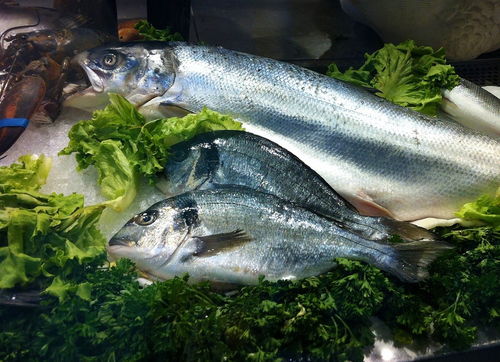 魚龍和魚有關系嗎：魚龍與魚，千絲萬縷的海洋羈絆