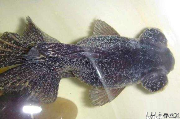 龍魚是招財還是破財的：龍魚寓意解析，招財還是破財？