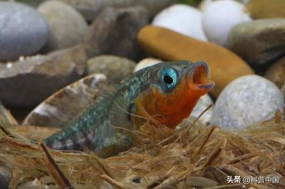 養魚養幾條最好吉利風水：探秘養魚風水，養幾條魚最吉利？