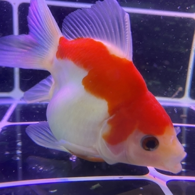 養(yǎng)魚口訣一三五七什么意思辦公室魚缸放哪里好：養(yǎng)魚口訣一三五七，探尋背后的養(yǎng)魚智慧