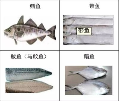 養(yǎng)魚口訣一三五七什么意思辦公室魚缸放哪里好：養(yǎng)魚口訣一三五七，探尋背后的養(yǎng)魚智慧