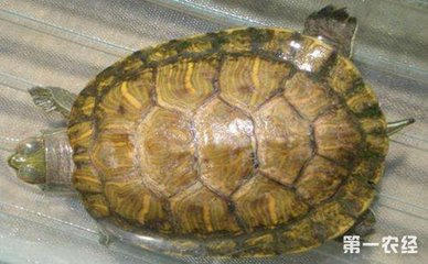 曼龍魚怎么分公母最簡單方法，曼龍魚最簡單公母分辨方法 曼龍魚怎么分公母最簡單方法，曼龍魚最簡單公母分辨方法 龍魚百科 第2張