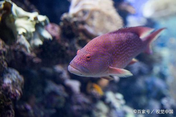 掛件魚嘴朝向的風水奧秘，方向不同，運勢大不同，魚嘴朝向風水解析，方向定運勢，掛件擺放有講究 掛件魚嘴朝向的風水奧秘，方向不同，運勢大不同，魚嘴朝向風水解析，方向定運勢，掛件擺放有講究 龍魚百科 第2張