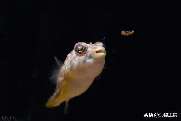 招財鎮宅又好養的魚，風水與飼養指南，招財鎮宅風水魚飼養指南，好養又旺運的魚類推薦