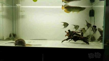 螺類會吃魚的糞便嗎？解析水族生態中的分解者角色，螺類會吃魚糞嗎？揭秘水族箱中的分解者生態作用