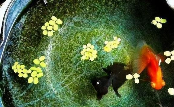 最好養(yǎng)的魚十大排行榜圖片：最好養(yǎng)的魚十大排行榜