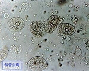 十種旺財又旺宅的魚，風水與觀賞兼具的吉祥之選，十種旺財旺宅的風水魚，招福納祥的吉祥之選