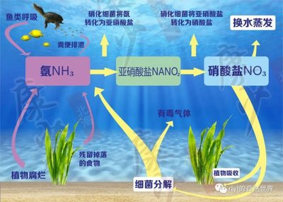 龍魚最佳水溫是多少？科學飼養指南，龍魚飼養，最佳水溫控制與科學管理指南