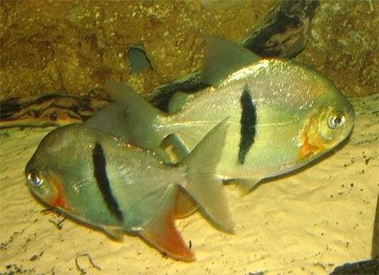 魚缸空著放什么最旺財：魚缸里放一物最吉利，探尋水中祥瑞之奧秘