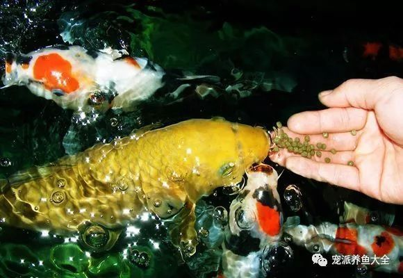 5條魚最忌三種人，揭秘養(yǎng)魚禁忌與相處之道，5條魚最忌三種人，養(yǎng)魚禁忌與相處之道全解析