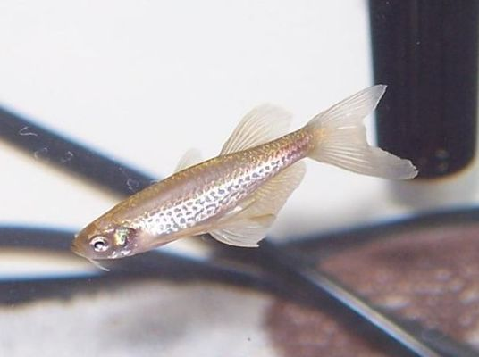 龍魚(yú)比喻什么樣的人物：龍魚(yú)，獨(dú)特氣質(zhì)與非凡魅力的化身