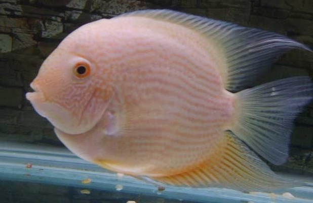 養什么魚掙錢最快？這幾種高利潤魚種不容錯過！，養這幾種高利潤魚，賺錢最快！