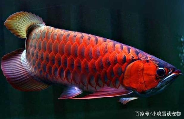 曼龍魚公母區(qū)分，詳細(xì)指南與實(shí)用技巧，曼龍魚公母區(qū)分指南，詳細(xì)方法與實(shí)用技巧