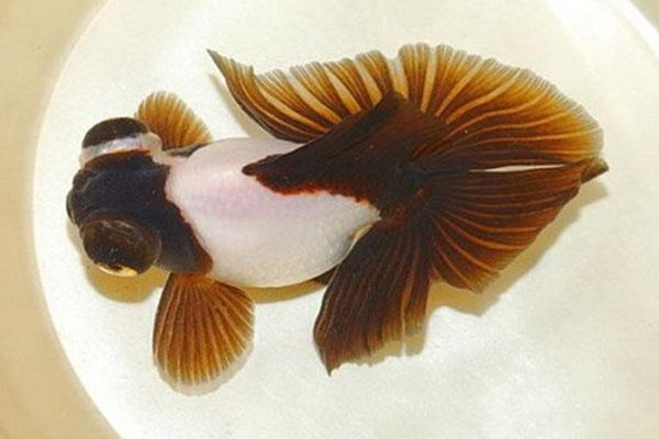 魚沉底不動怎么補救，原因分析與解決措施，魚沉底不動的常見原因及有效補救方法