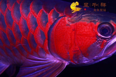 魚擺件擺放的正確方法，風水與美學的完美結合，魚擺件擺放指南，風水與美學的和諧之道