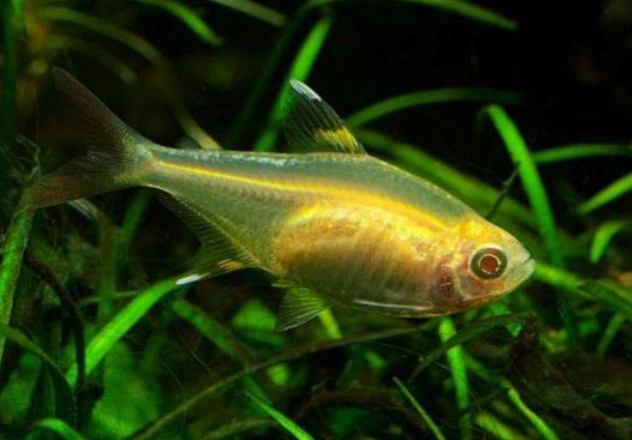 養(yǎng)魚(yú)對(duì)家宅的好處，風(fēng)水、健康與心理的全面益處，養(yǎng)魚(yú)為家宅帶來(lái)的三大益處，風(fēng)水旺運(yùn)、健康加分與心靈療愈 養(yǎng)魚(yú)對(duì)家宅的好處，風(fēng)水、健康與心理的全面益處，養(yǎng)魚(yú)為家宅帶來(lái)的三大益處，風(fēng)水旺運(yùn)、健康加分與心靈療愈 龍魚(yú)百科 第2張