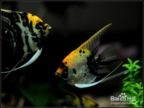 家中養什么魚最旺財？風水魚的選擇與養殖指南，家中養什么魚最旺財？風水魚的選擇與養殖指南