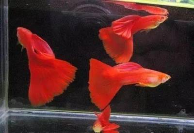 魚養十幾條最好最旺財：魚養十幾條最好，探尋家庭養魚的黃金數量法則