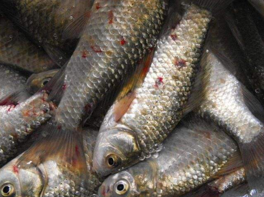 龍魚適合酸性還是堿性水：探秘龍魚生存環境，酸堿之辨 龍魚適合酸性還是堿性水：探秘龍魚生存環境，酸堿之辨 龍魚百科 第2張