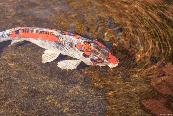 養(yǎng)魚養(yǎng)十幾條比較吉利旺財(cái)：養(yǎng)魚之吉，探尋養(yǎng)十幾條魚背后的吉祥寓意與生活雅趣