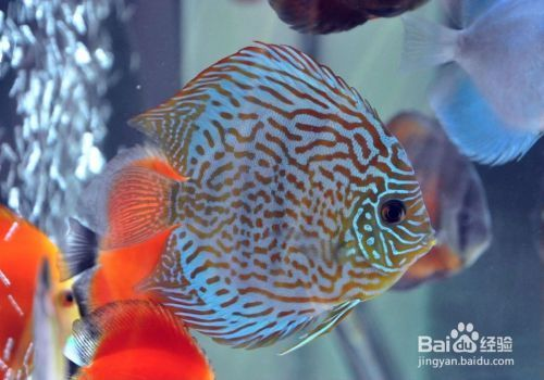 屬龍人養(yǎng)魚大忌三個東西：屬龍人養(yǎng)魚大忌，風(fēng)水奧秘與生活智慧的交融