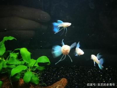 客廳魚缸擺放位置圖，風水與美觀的完美結合，客廳魚缸最佳擺放位置圖，風水布局與美觀設計全指南 客廳魚缸擺放位置圖，風水與美觀的完美結合，客廳魚缸最佳擺放位置圖，風水布局與美觀設計全指南 龍魚百科 第2張