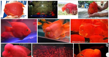 金龍魚擺件魚頭朝向門外好不好：金龍魚擺件魚頭朝向的風水寓意與美學考量