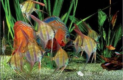 魚擺件放在哪里最旺財：假魚擺件的擺放與忌諱，營造和諧家居氛圍的藝術