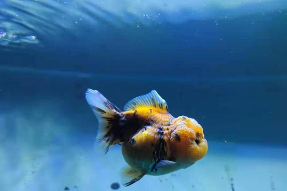 龍魚突然暴斃，吉兆還是兇兆？，龍魚暴斃，吉兇征兆解析