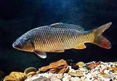 養(yǎng)龜幾只好 風(fēng)水：養(yǎng)幾只龜最好最旺財(cái)？探尋烏龜養(yǎng)殖與旺財(cái)之間的奧秘