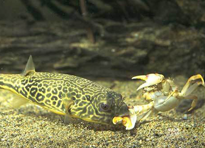 家里養(yǎng)龍魚(yú)好嗎吉利嗎風(fēng)水：家里養(yǎng)龍魚(yú)，吉祥之選，福澤綿延