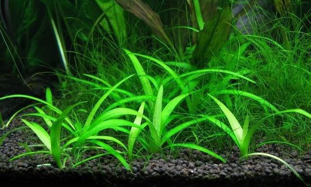 天使魚的溫柔假象，揭開美麗外表下的領地之爭，天使魚的溫柔假象，美麗外表下的殘酷領地之爭