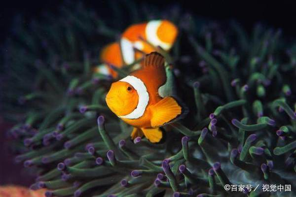 金魚養幾條最好最旺財？風水與科學的完美結合，金魚養幾條最旺財？風水講究與科學飼養的黃金法則