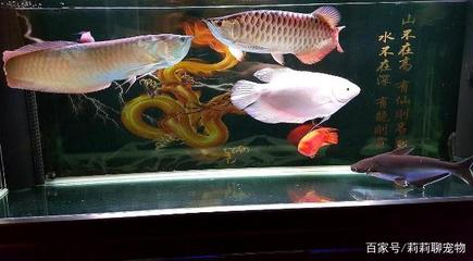 養(yǎng)魚一般養(yǎng)幾條才招財顏色搭配：養(yǎng)魚之?dāng)?shù)，探尋招財背后的奧秘