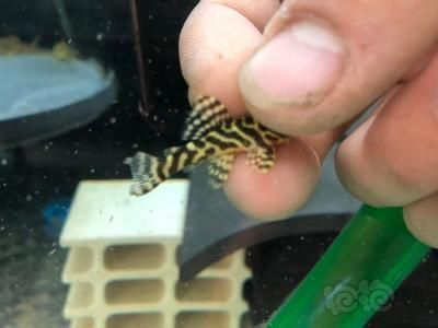 龍魚不吃食？一招教你輕松解決！，一招解決龍魚拒食難題！