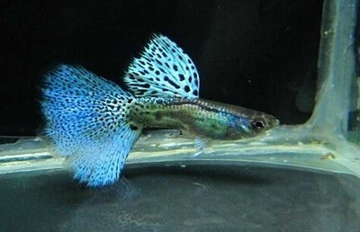 養(yǎng)曼龍魚的寓意和象征是什么：養(yǎng)曼龍魚的寓意和象征，水中精靈，祥瑞相伴