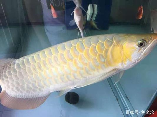 養曼龍魚的寓意和象征是什么：養曼龍魚的寓意和象征，水中精靈，祥瑞相伴