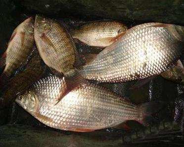 三間 vs 龍魚，誰才是淡水魚中的終極王者？，三間與龍魚，淡水魚王者的終極對決 三間 vs 龍魚，誰才是淡水魚中的終極王者？，三間與龍魚，淡水魚王者的終極對決 龍魚百科 第2張