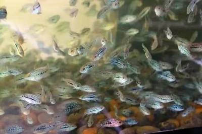 十大最耐養(yǎng)鎮(zhèn)宅的魚，風(fēng)水吉祥又省心的選擇，十大最耐養(yǎng)鎮(zhèn)宅風(fēng)水魚，吉祥省心好選擇